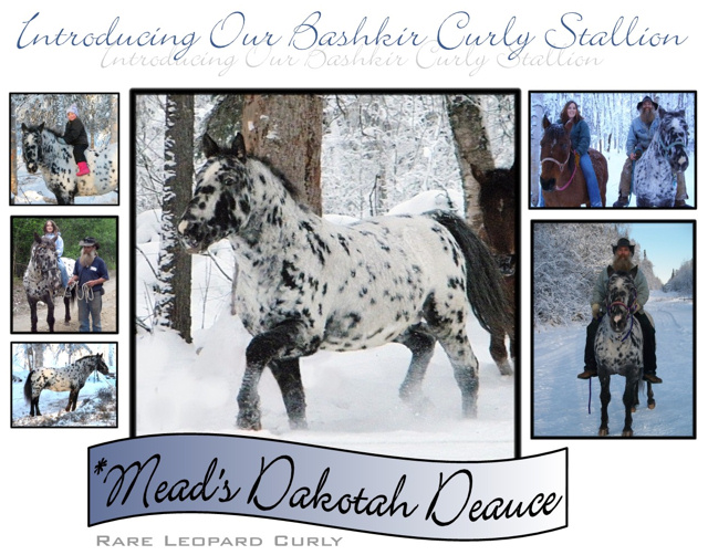 American Bashkir Curly Stallion, Leopard Spotted Stallion. Promise Land Curly Ranch. *Mead's Dakota Deauce.